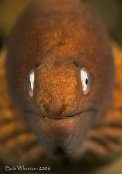 "Doh!" Dorky Moray eel from Northern Sulawesi. D200 in Ik... by Dr Bob Whorton 